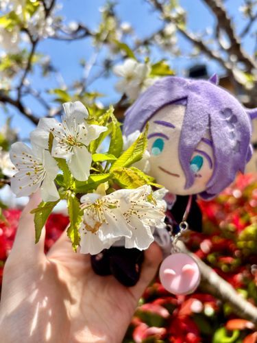 おや、僕が発言していいのかい？
主の自宅に植わっている桜が開花したんだ、実に愛らしく雅な花をしているだろう？