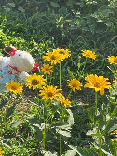 きいろいお花まぶしいね🌼