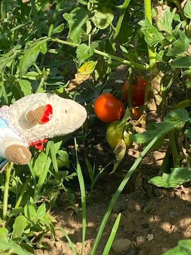 ことしもお庭にとまとができてたよ！あまいかな～？🍅
