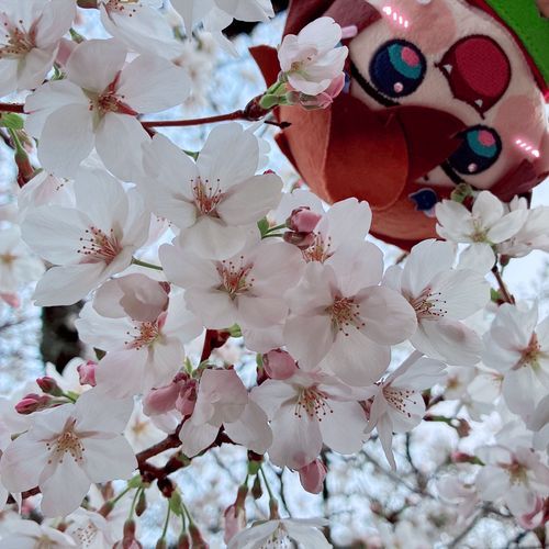 さいてた！