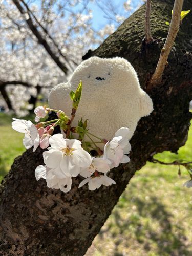 主と お花見に来たよぉ
さくら って 言うんだって！
ぽかぽかしてて 気持ちいいなぁ
むにゃ…