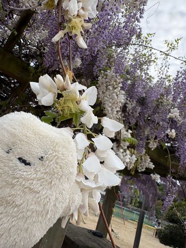 今日は主と沢山 お花 見てきたの！

これはねぇ ふじっていう お花！
すごく甘い香りがしたよぉ

今日から少しずつ お花のお写真
載せていくね〜♪