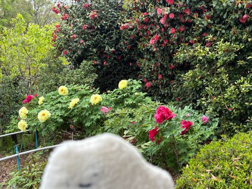写り込みパシャリしたやつ！
つばき、しゃくやく、ぼたん って いうみたい！
しゃくやく は 主の母 が 1番好きなお花 なんだって〜
いい香りがしたよぉ♪