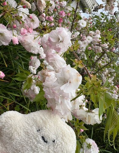 ふりふりの 桜！
他にも「あまのがわ」っていう しゅるいの 上を向いてる ふりふりの桜も あったけど、
主がお写真 撮り忘れちゃったみたい…

雨が降ってて この桜も 少ししょんぼり気味〜？