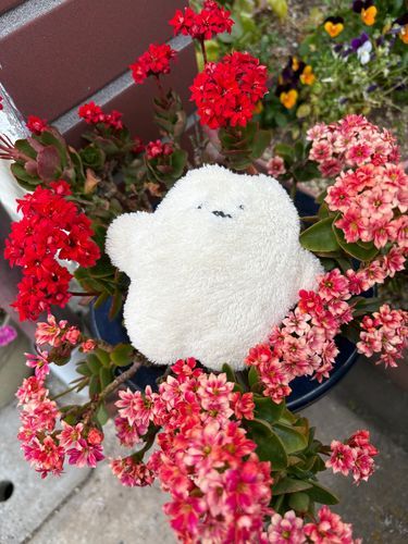 おばあちゃんが育ててる お花！
可愛いね〜