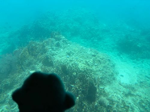 これ全部 サンゴ なんだって！
海の中 見られるのって 凄いねぇ
おさかなさんも 沢山見たよ〜🐠