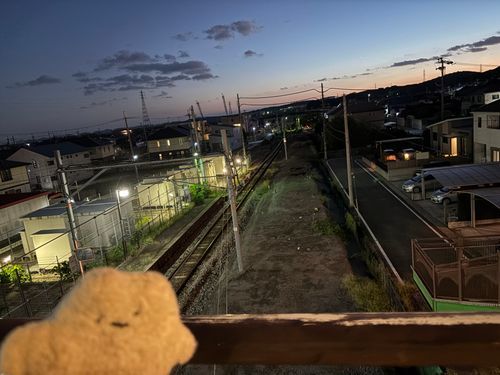 今日は涼しくて、たくさん歩いたよぉ♪
今は、主と てれび で 野球 見てるの！
はんしん 頑張れーって ボクも おうえんしてるよ〜