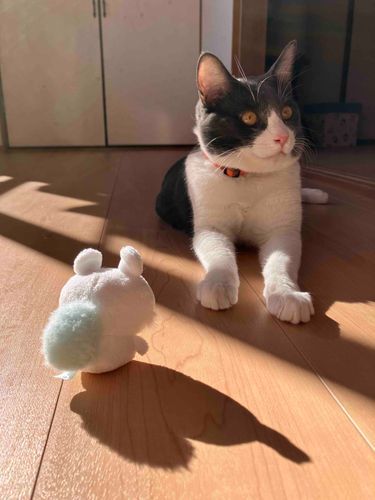 なんだ〜？ココッ…このでかいのもなんだぁ？