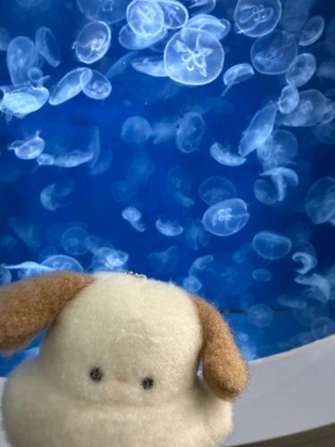 ぷかぷか｡o○
くらげさんきれいだなぁ
