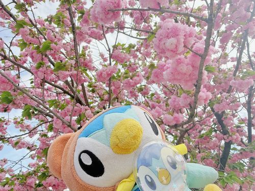 お花見いけてなかったけどまだ咲いてるのが🌸