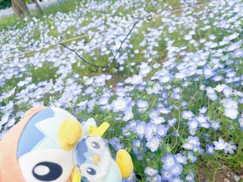 ネモフィラっていうおはなをみにいったんだ〜