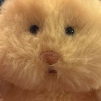 ころん