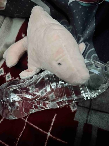 主たんが熱中症気味で帰ってきたよ。お水不足と、塩分不足だったみたい。朝ごはんで塩皆無だったからね！この時期は塩とろうねみんな！あとお水大事！