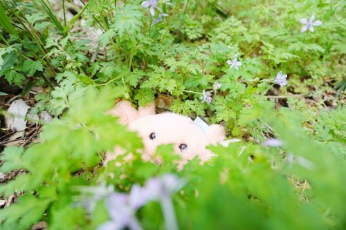 ｳﾌﾟ はる　に　うもれそ