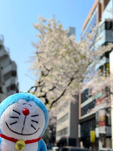 今日は桜を見に来たけど撮った写真がボケちゃってるの。ウフフ
みんなはお花見したかな？