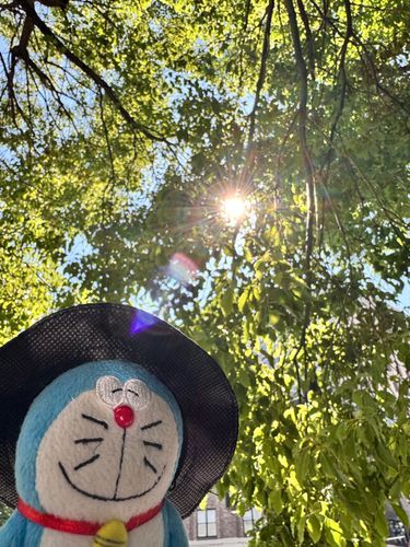 今日もお散歩日和です。太陽燦々で気持ちいいねぇ