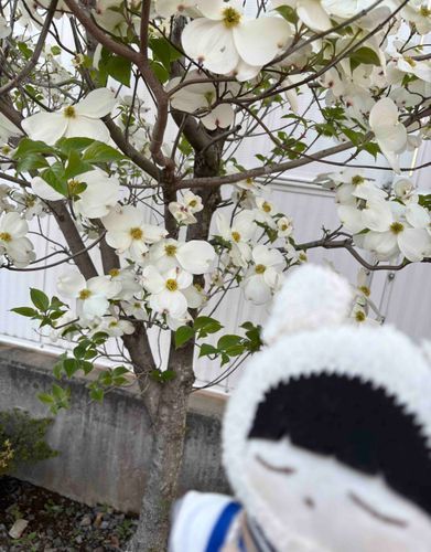 はなみずき？？かも！！！🧸