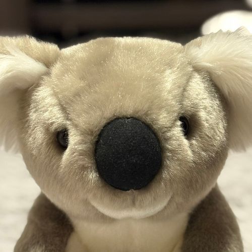 まろんです。
ひがしやまどうぶつえんからきました。