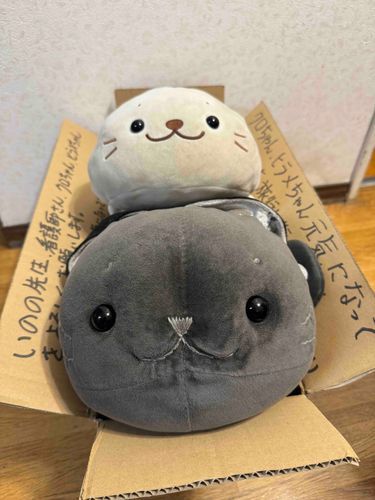 今日からクロヒラちゃんは、もふもふ会ぬいぐるみ病院🏥に入院するため、旅立ちました✈️お盆は家に帰ってこれないんだって😭パパさん大丈夫かしらbyクロヒラ🦭