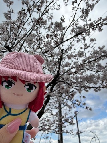 桜がやっと咲いてきたよ🌸*･