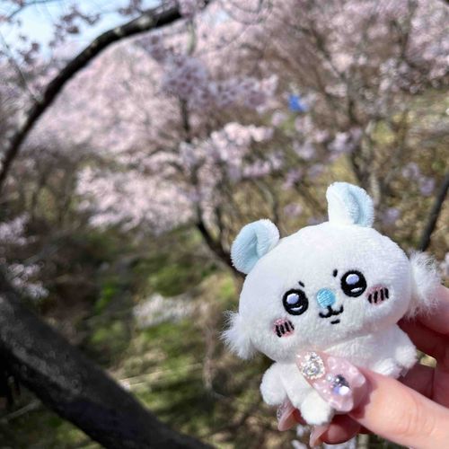 ちょっと前に一緒にさくら見に行ったね🌸