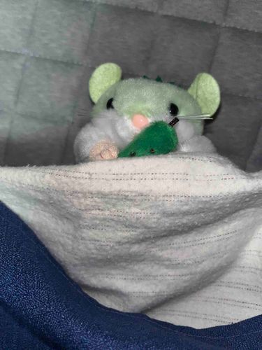 こたつ　から　ぬけだせないよお