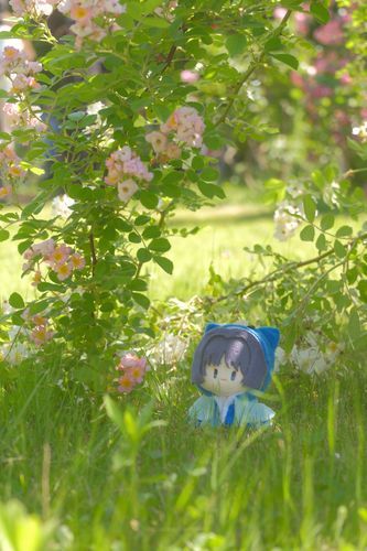 人の世界に紛れてこっそり🌸