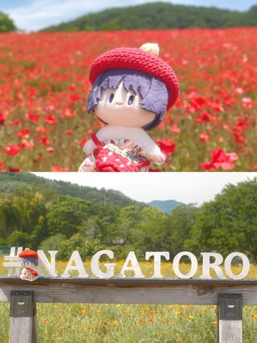 ポピーとハナビシソウを満喫させてもらったよ