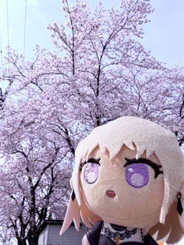 桜が咲いてたよ🌸
とっても綺麗だね