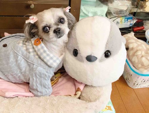 はじめまして！
さとがえり したときに はじめて おあいした
よもぎさん です！
とっても やさしくて すぐ おともだちに なれました。
また あいたいな。