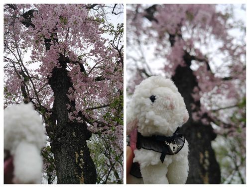今日は主と病院帰りに桜を見たよ。
綺麗だったな。
ふぅちゃんからでした🐑