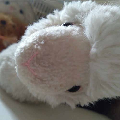 レオンです。
主は凄く凄く眠いらしく気がついたら寝てることが最近多いみたい。
当たり前だけど、寝過ぎも良くないよ😡!！