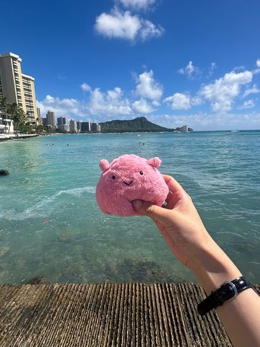 めんちゃんと綺麗な海見てきたよ🪼
