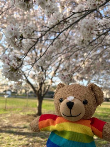 今年はまだ桜が咲いてるときに行けてよかったよー🌸