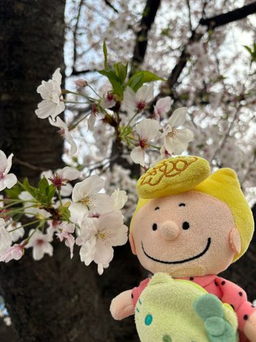 もう散っちゃう かなぁ🌸🍡🍃