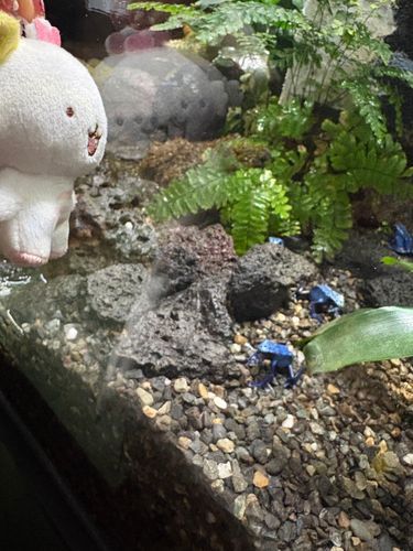 青いかえるさん！🐸