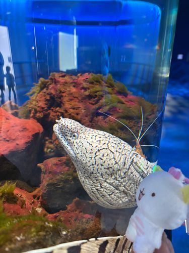 おおきいがうッ！