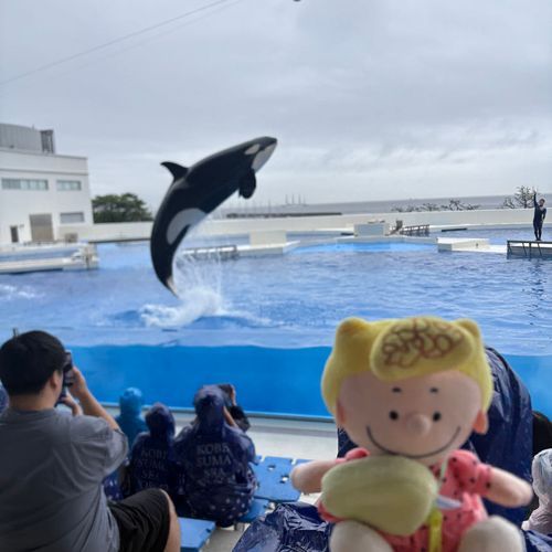 しゃちさん！ かっこいい！🫍💦✨