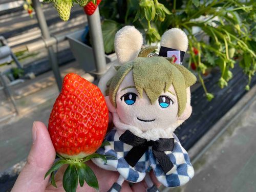 甘くておいしいです🍓😋！