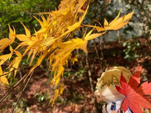今年の紅葉狩りも終わりですね