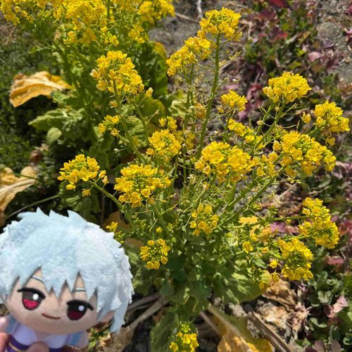 ｢道の駅🚉｣

菜の花を見に行ってきました🌼

#坂田銀時