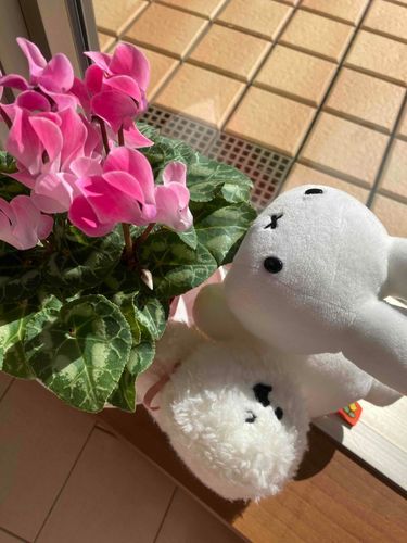 お花🌷