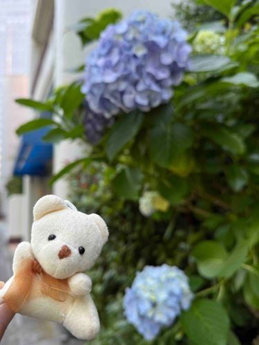 紫陽花さんと☔️