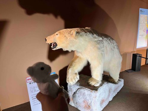 ぼくも おんなじ しろくまさん なのに このこ なんだか おっきいなぁ🐻‍❄️🐻‍❄️