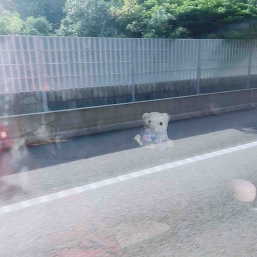 まどの むこうに しんきろう しろちゃん…🐻‍❄️