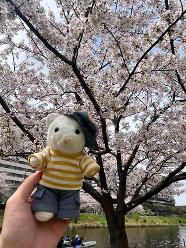みんな ひさしぶり❕
さくらの きせつだね🌸
みんなは もう おはなみ した❔