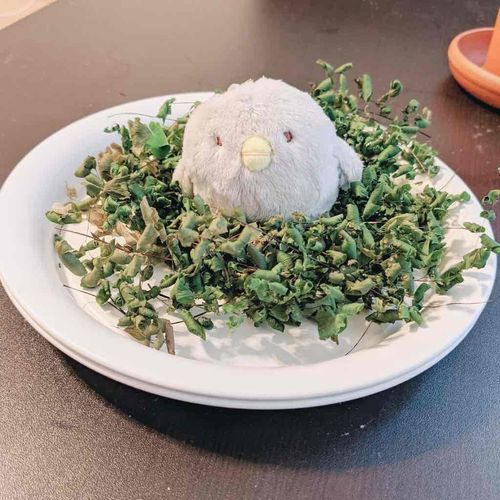 ひよこですー？お皿に乗ってるってことは食べられちゃいますー？違うですかー？（ひよこ？）