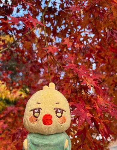 ｺｩﾖｩ