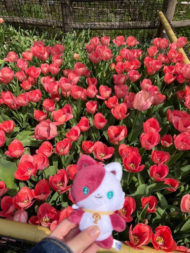 ﾌﾟ🌼*･