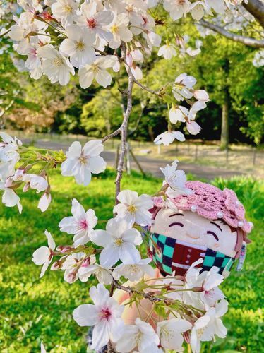  ( ⸝⸝◜ᴗ◝⸝⸝ )🌸